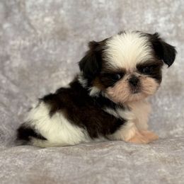 Gaby - Red and white female Shih Tzu puppy in Shawnee, Oklahoma from Black Velvet Shih Tzu