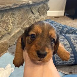 Mars - Red male Dachshund puppy in Delta, Utah from Dix n’ Dot Dachshunds