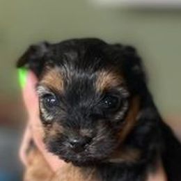 Yorkshire Terriers from Tabatha Ray's Yorkshire Terriers