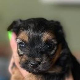Yorkshire Terriers from Tabatha Ray's Yorkshire Terriers