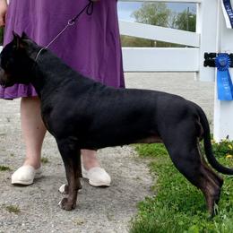 American Bullies from Fia Bullies