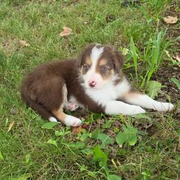 Archie - Tri-color male Border Collie puppy in Watsontown, Pennsylvania from Kate Gresham