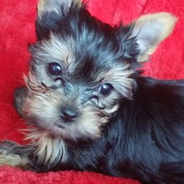 Yorkshire Terriers from Kay's Yorkshire Terriers