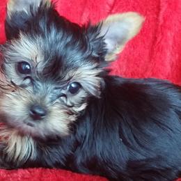 Yorkshire Terriers from Kay's Yorkshire Terriers