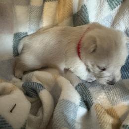 Dasher - Wheaten male Scottish Terrier puppy in Eagle Lake, Florida from Its Scot To Be Love Scotties
