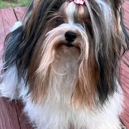 Biewer Terriers and Briards from Aladax Briards