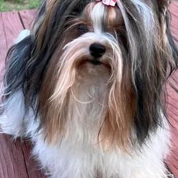 Biewer Terriers and Briards from Aladax Briards