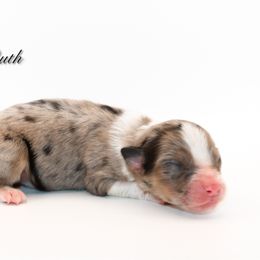 Ruth - Blue merle female Australian Shepherd puppy in Coldwater, Michigan from Northern Star Australian Shepherds