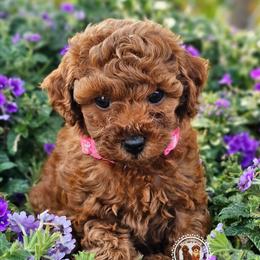 Ferrari - Red  female Poodle puppy in Salem, Missouri from Meadowbrook Poodles