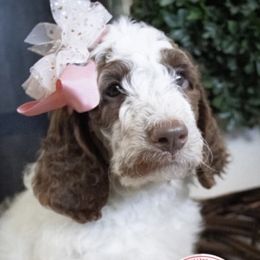 Goldendoodle Puppies from Best Doodles