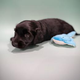 Boy 1 - Black male Dachshund puppy in Denham Springs, Louisiana from Pruitt Pups