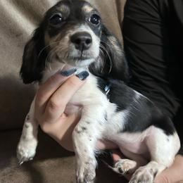 Shania - Piebald female Dachshund puppy in Spring Creek, Nevada from Hobby Horse Mini Doxies