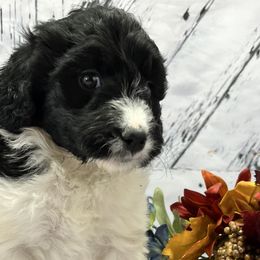 Girl 4 - Black and white Aussiedoodle puppy in Leitchfield, Kentucky from Salt River Kennels