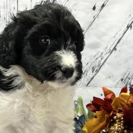 Girl 4 - Black and white Aussiedoodle puppy in Leitchfield, Kentucky from Salt River Kennels