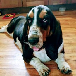 Harmony - Basset Hound