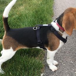 Beagles from Brittney Knackstedt