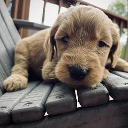 Goldendoodle Puppies from Doodifuldoods