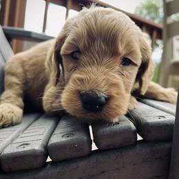 Goldendoodle Puppies from Doodifuldoods
