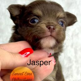 Chihuahua Puppies from Sunset Eves Chihuahuas