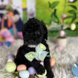 Linus - Black male Goldendoodle puppy in Lake Panasoffkee, Florida from Donnas Deluxe Doodles LLC