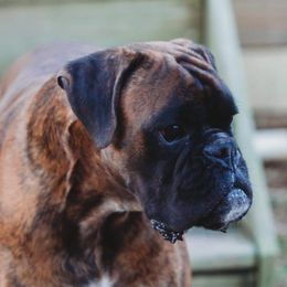 Arko - Boxer