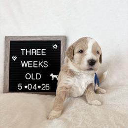 Crush - Yellow and white male Bernedoodle puppy in Sparrows Point, Maryland from Rosie’s Puppies
