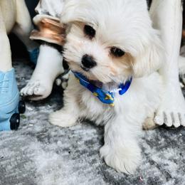 Maltese Puppies from Hosking kennels