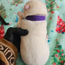 Snow white - White female Siberian Husky puppy in Springfield, Massachusetts from 16acreshuskies