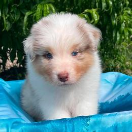 Crowley-Red Merle male - Red merle male Australian Shepherd puppy in Castle Rock, Washington from Zoolo Kennels