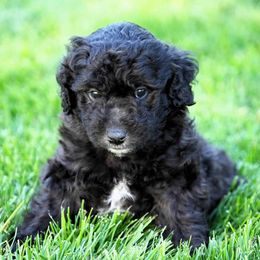 Goldendoodle and Poodle Puppies from Serenity Doodles