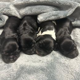 Girl 1 - Black and white female Cocker Spaniel puppy in Hayward, California from Villa Coco