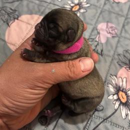 Pink collar - Fawn female Pug puppy in Tucson, Arizona from Furever Friends
