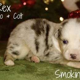 Rex - Blue merle male Australian Shepherd puppy in Grapeland, Texas from Smokin K Aussies