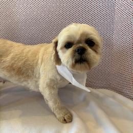 Goldie Hound - Gold female Shih Tzu puppy in Mountain Grove, Missouri from Happy Hounds and More🐾