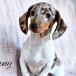 Tiffany - Dachshund