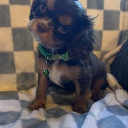 Rex - Chocolate male Cavalier King Charles Spaniel puppy in Lawton, Oklahoma from Wild Wishes Cavaliers