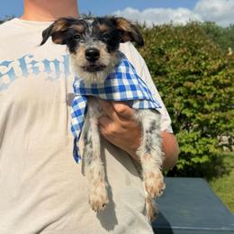 Gibson - Black tri-color male Aussiedoodle puppy in Hopkins, Missouri from Mowry Creek Mini Aussiedoodles and More