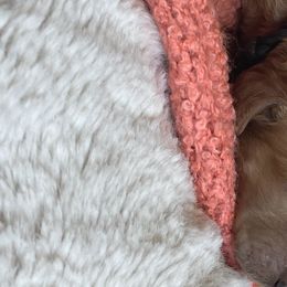 Girl 3 - Goldendoodle puppy in Redding, California from Surfer Doodles