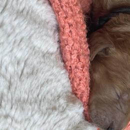 Girl 3 - Goldendoodle puppy in Redding, California from Surfer Doodles