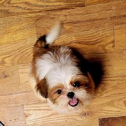 Annie - Shih Tzu