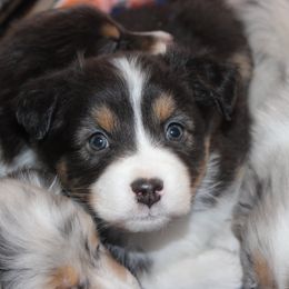 Australian Shepherd Puppies from 4t Aussies