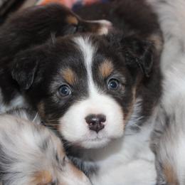 Australian Shepherd Puppies from 4t Aussies