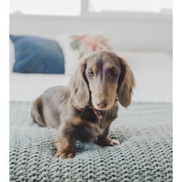 Isabella - Dachshund
