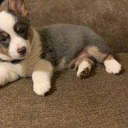 American Corgi and Pembroke Welsh Corgi Puppies from Caddeaux Corgis