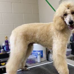 Semo - Apricot Poodle puppy in Townville, South Carolina from GingerLane Poodles