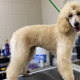 Semo - Apricot Poodle puppy in Townville, South Carolina from GingerLane Poodles