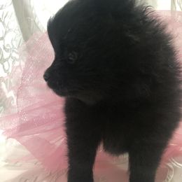 Pomeranian Puppies from Mac Daddy Poms