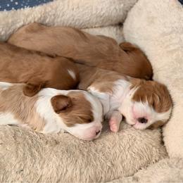 Cavalier King Charles Spaniel puppies from CreekSong Farm Cavaliers