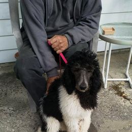 Poodles from Tinker’s Poodles