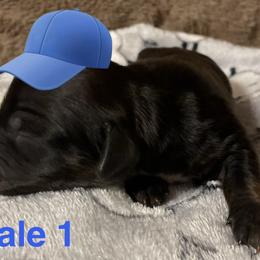 Scout - Brindle male Dachshund puppy in Petersburg, Virginia from Wiggle Waddle Dachshunds
